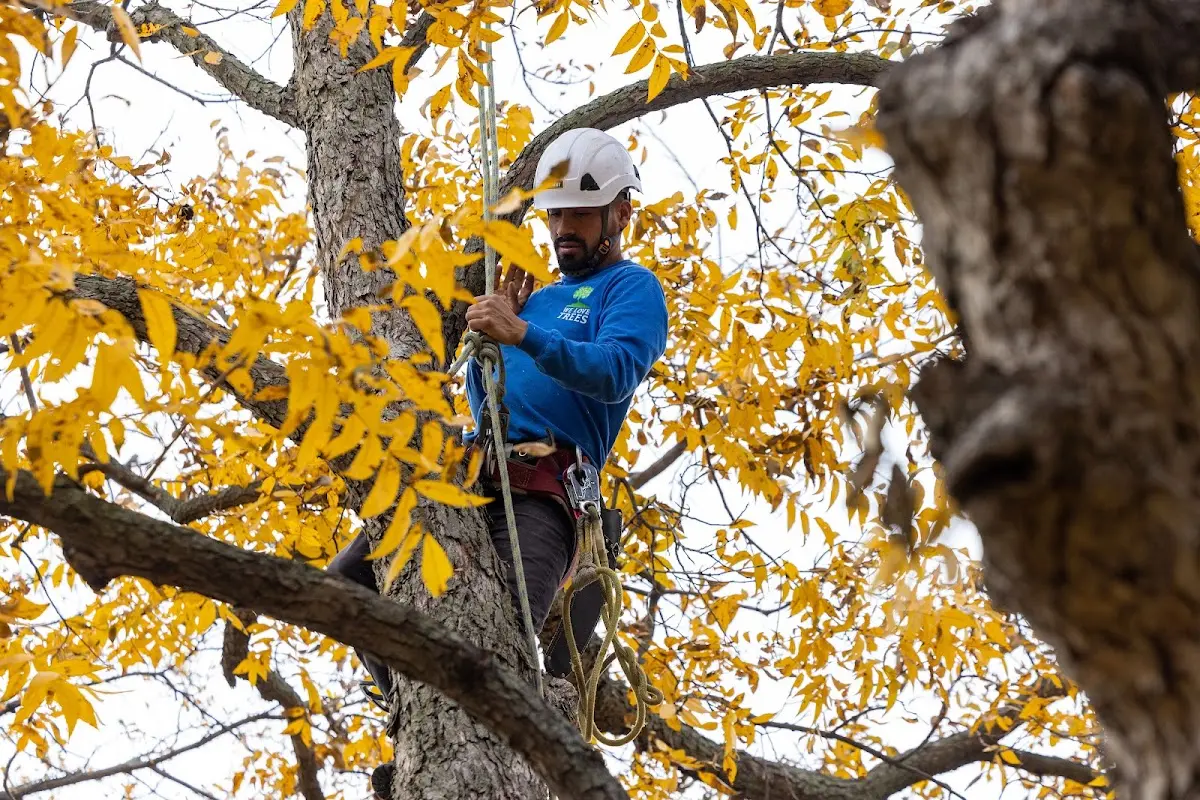 Skilled Tree Pruning crew working in De Peyster