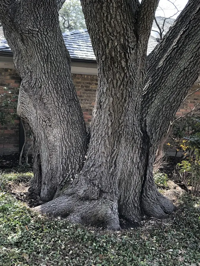 Mature heritage tree close to a De Peyster property cared for by certified arborists